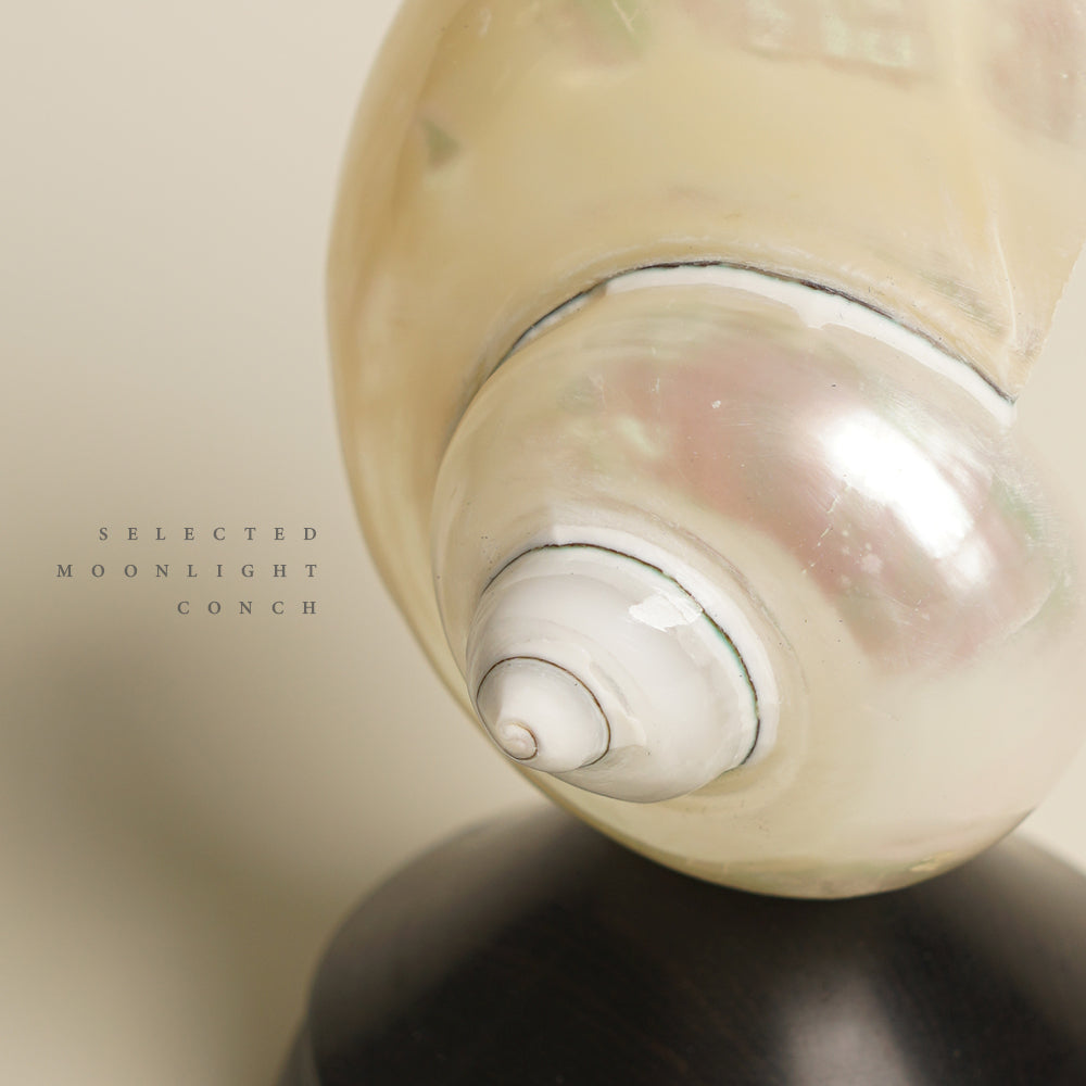 Conch Table Lamp